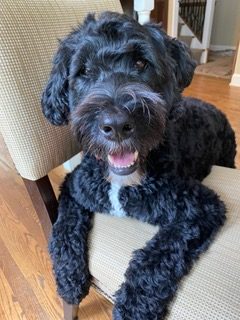 Bode on a chair